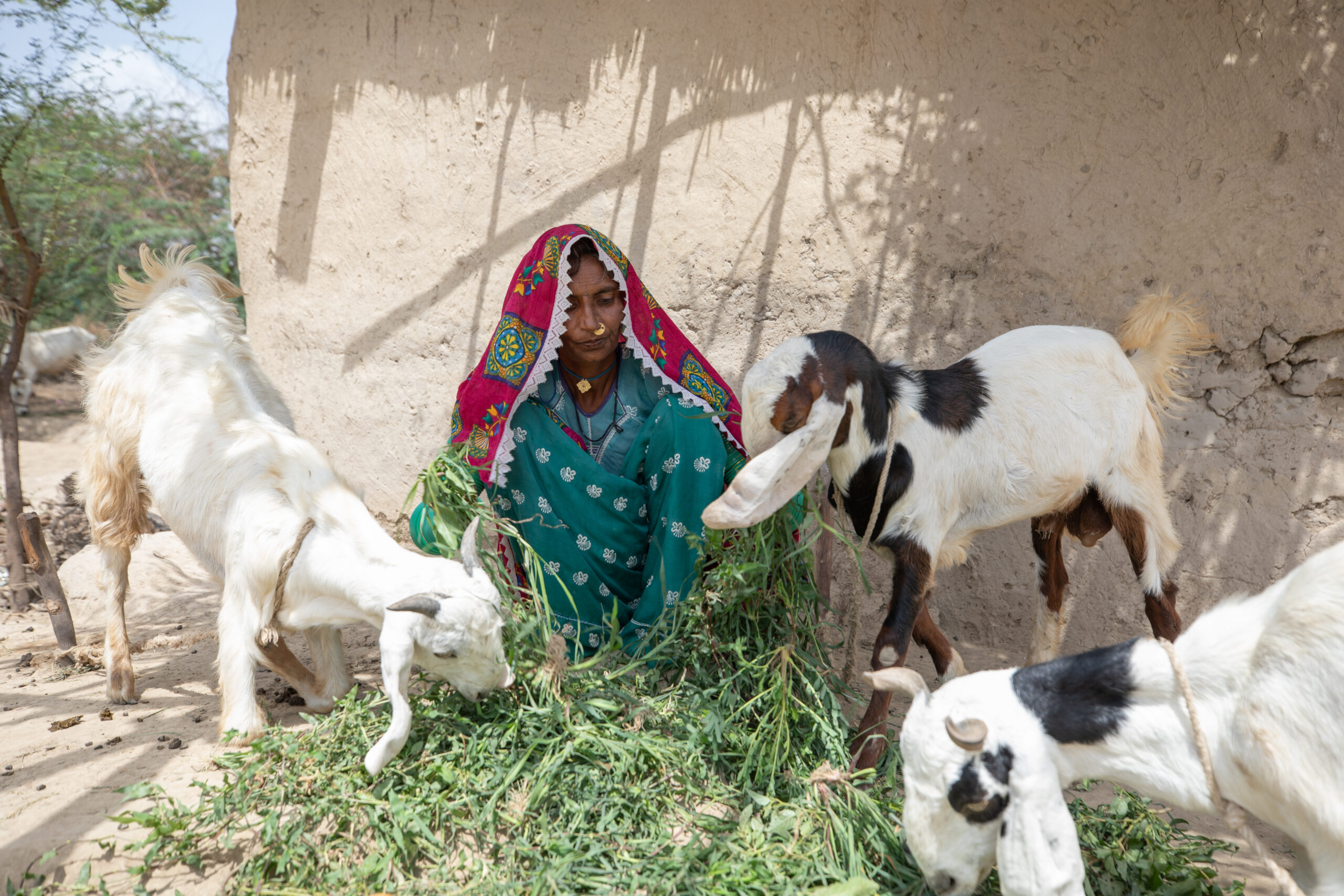 Veeru, Smallholder farmer, Tearfund, Pakistan