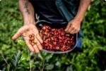 Hand holding raw coffee beans