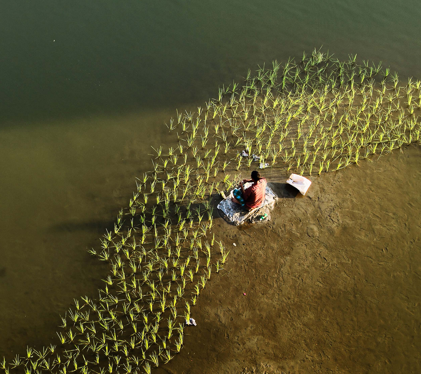 Man sitting by a rice field working