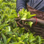 Humanity Insured: Our story. Close up of female worker picking tea leaves.